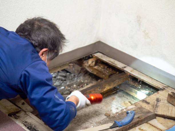 Best Insurance-Related Mold Remediation in Bonner West Riverside, MT